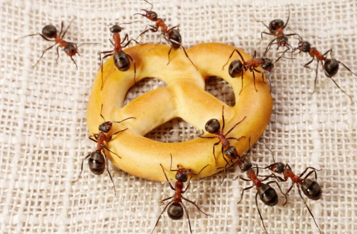 mravenci na preclíku