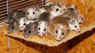 Důmyslné řešení, jak se navždy zbavit krys, potkanů ​​a myší s pomocí zubní pasty