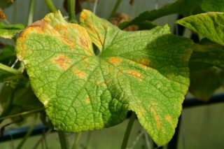 Proč se na okurkových listech objevují žluté skvrny a jak se jich zbavit? Pomůže špičkový postup profesionálních pěstitelů