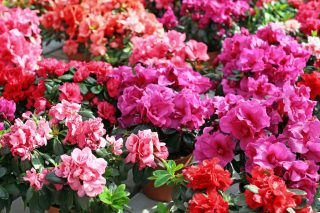 Jak se starat o pelargonie, aby bohatě kvetly? Domácí, levné a šetrnější metody, s nimiž vypěstujete barevný ráj na Zemi