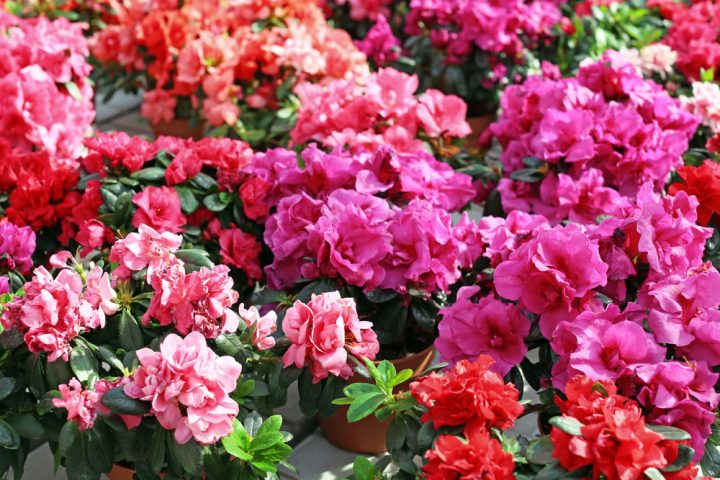 pelargonie