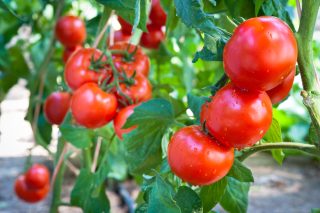 Nakrmte tímto hnojivem sazenice nebo záhony paprik i rajčat. Velikost plodů a množství úrody vás překvapí