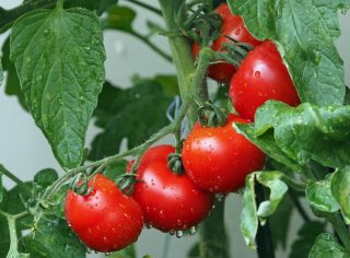 Hnojení rajčat bórem. Zaručený trik zahrádkářů, jak sklízet šťavnatou úrodu několikrát do roka
