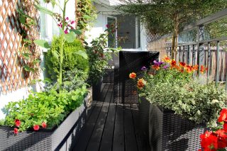 Malý prostor není překážkou: Jak na balkónové pěstování rostlin okrasných i těch plodících