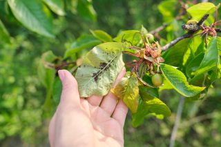 Stop škůdcům a otravnému hmyzu s použitím čajových listů. Zahrada bude plesat radostí