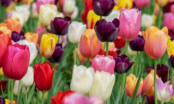 tulipany