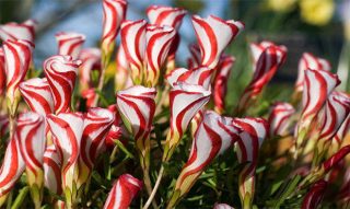 tulipany zmrzlinove