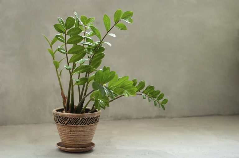 Opomíjená dekorativní rostlina vyžadující nulovou péči. Přežije i vojenské podmínky a každá návštěva ji obdivuje