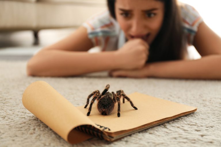Deset přírodních metod, jak vypudit pavouky z bytu jednou provždy a bez chemie. Už žádné pavučiny ani hrůza v očích