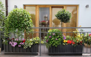 Krásně zelený balkón po celý rok. Vsaďte na trvalky, keře a zakrslé stromky kvetoucí do krásy bez obtížné péče