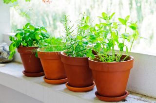 Pět chutných a zdraví prospěšných rostlin, které vypěstujete v kuchyni, či na balkóně. Nevyžadují speciální péči, zvládne to úplně každý