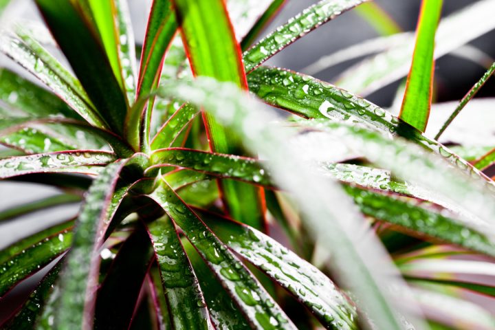 dracena