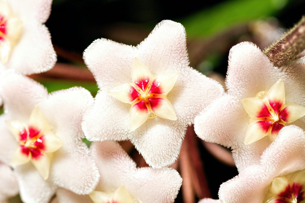 hoya