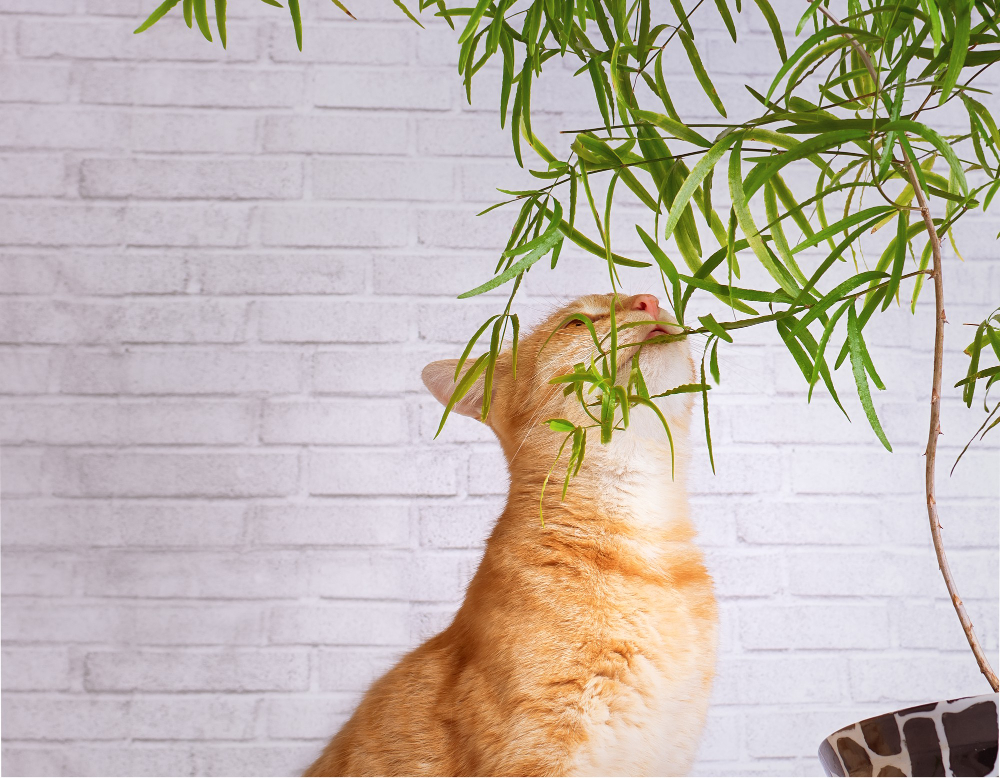 Kočka jí rostlinu 