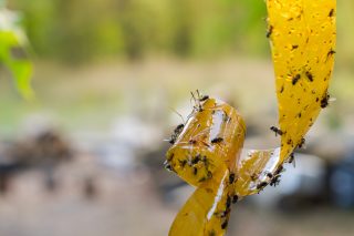 8 zbytečných věcí lákajících hmyz na míle daleko. Vytváří z vašeho domova jednu velkou mucholapku, šup s nimi do koše