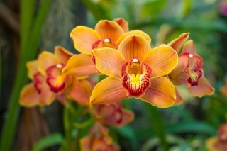 Proč se na listech orchideje objevují černé tečky a jak se jich definitivně zbavit? Musíte urychleně jednat, varuje letitá pěstitelka