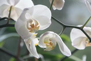 Jak vyrobit česnekovou vodu pro orchideje? Může přinést až 50 květů za pouhý měsíc, rostliny budou plné života