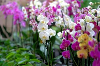 orchidej kvet