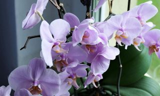 orchidej kvety