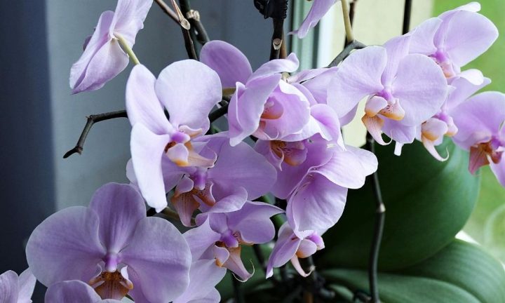 orchidej kvety