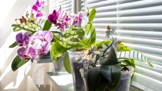 orchideje na parapetu