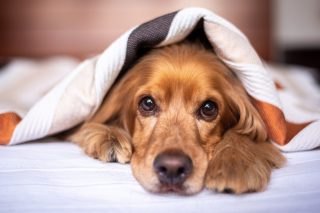 Spíte v posteli s vaším psem? Měli byste znát všechna pro a proti. Vedlejší účinky mohou vyvolat zdravotní komplikace