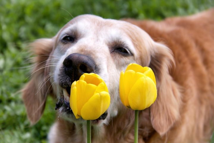 pes tulipan