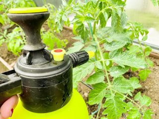 Výluh z chilli koření lze použít na zahradě místo insekticidu. Spolehlivě odradí drtivou většinu škůdců