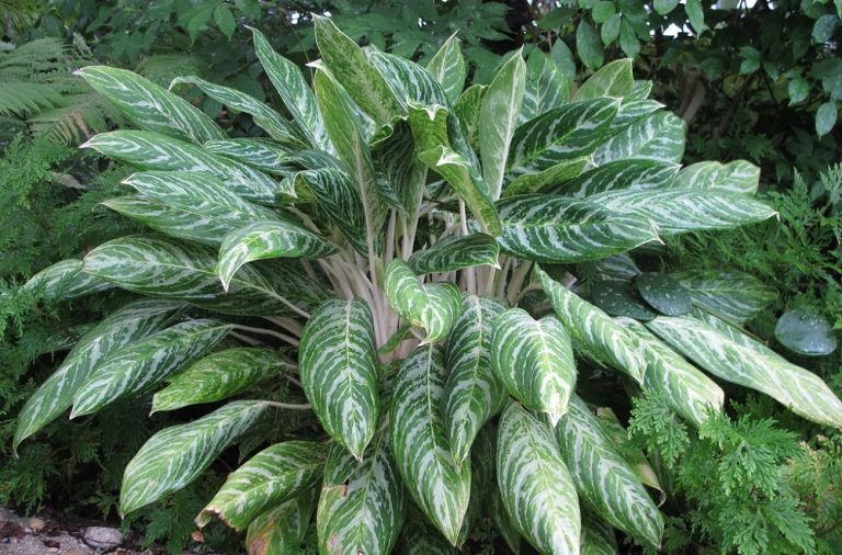 rostlina aglaonema