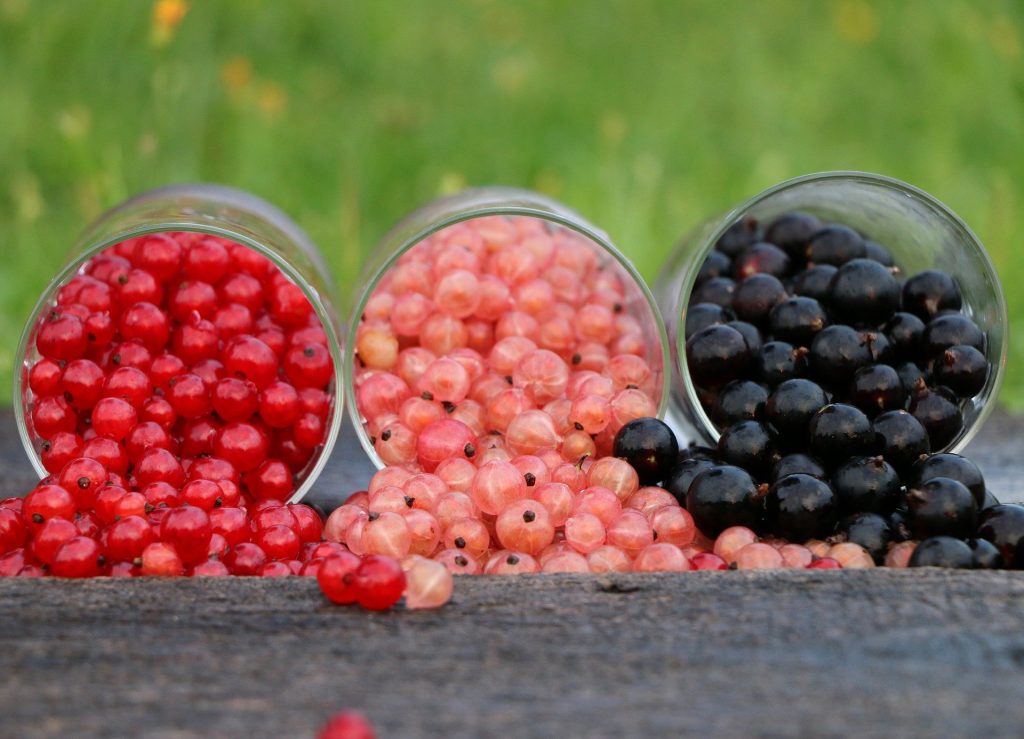 currant 1560383 1920