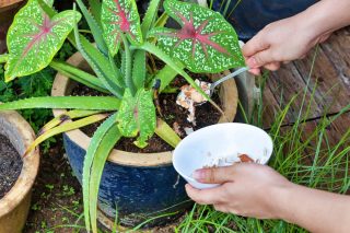 Aloe vera poroste jako zběsilé: Jako domácí hnojivo se dá použít rýžová voda, důležitý je i dostatek světla