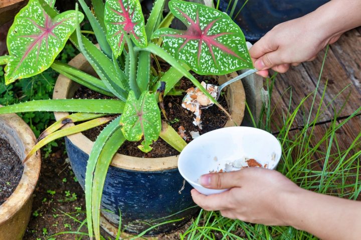hnojivo aloe vera