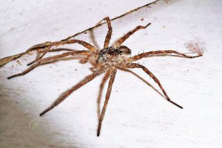 Domácí repelent definitivně vypudí pavouky z domu. Je levný, nesmrdí a funguje na 100 %