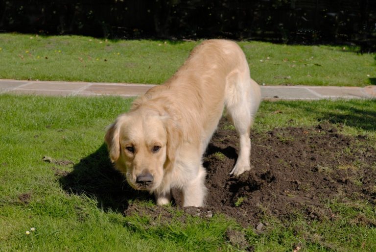 5 důvodů, proč pes na zahradě hrabe do země: Může jít o formu zábavy, ale také snahu utéct