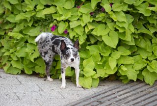 8 tipů, jak snadno naučit psa, aby přestal močit na stromky a rostliny ve vaší zahradě. Výhra pro obě strany