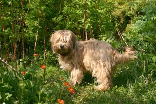 Jak trvale udržet psa mimo záhony zeleniny i květin? Už nebude ohlodávat a ničit vaší zahradu