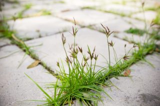 Jak se vypořádat s otravným plevelem ve spárách chodníku? Jde to zcela bez chemie a se 100% účinností