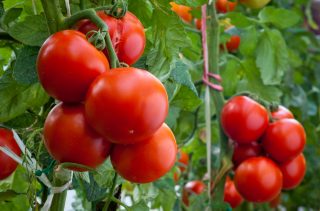 Řiďte se dvěma radami našich babiček a sklízejte gigantická červená rajčata bez trhlin po celé léto. Už nikdy neprasknou, ani nevytečou