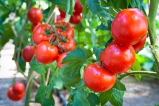 Pohnojte rajčata jako naši předkové a získejte perfektní výsledky během pár týdnů. Bohem zapomenutý návod akceleruje šťavnatost i velikost plodů