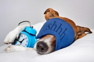 Poloha, v jaké spí váš pes, vypovídá mnoho o jeho pocitech a zdraví. Porozumějte mu o chlup více a předejděte velkému nebezpečí