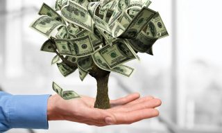 Vypěstujte si jeden ze tří stromů peněz. Krásná pokojová rostlina přinese do domova hojnost peněz, klidu a harmonie