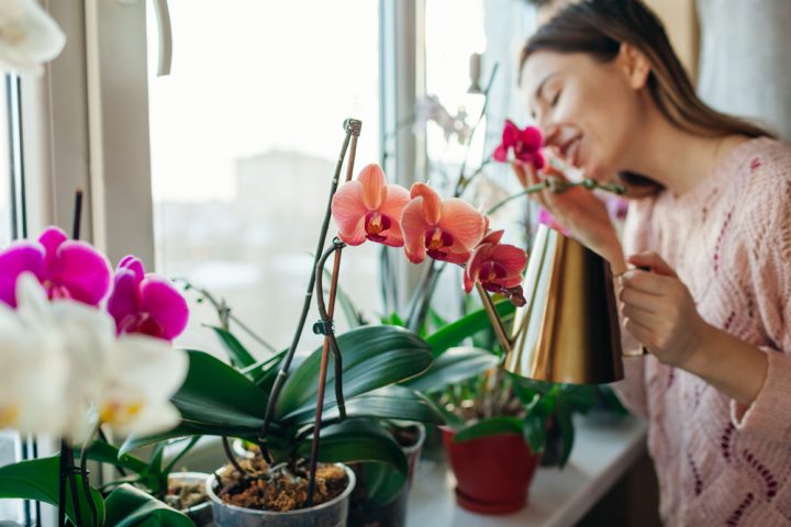 zalevani orchideje