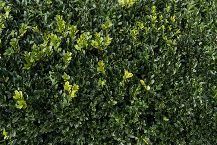 buxus ker