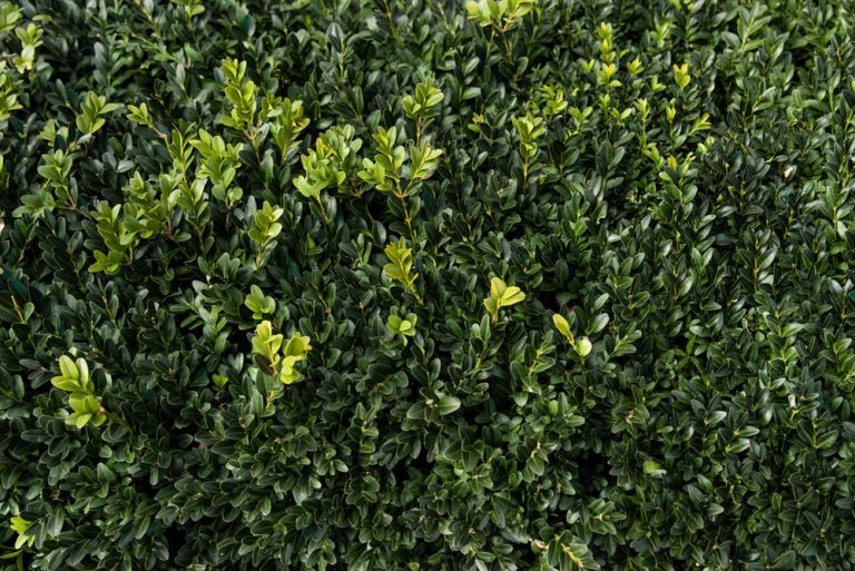 buxus ker