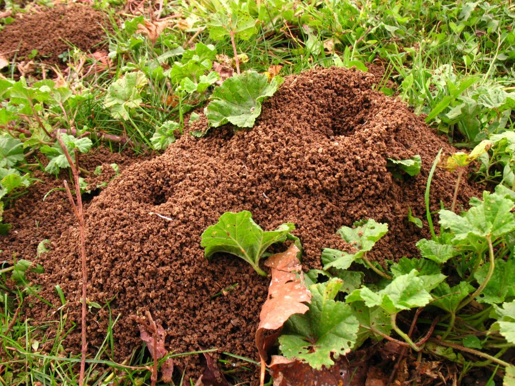 mraveniste na zahrade