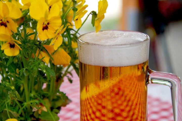 pivo rostlina