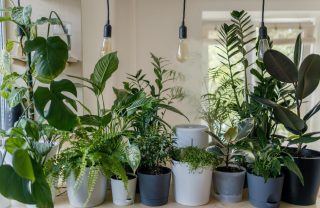 pokojove rostliny
