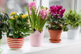 Krásné rostliny s blahodárnými účinky na zdraví lze pěstovat i doma na parapetu. Spojte krásu a užitek do jednoho