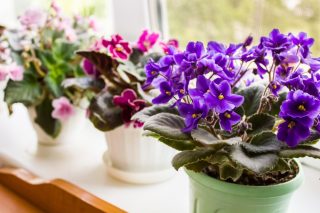 Účinný návod, jak se postarat přes zimu o pokojové rostliny. Pokud to neuděláte, riskujete, že vám vyschnou a zahynou