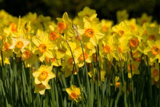 10 cibulek pro podzimní sázení: Na jaře zahradu promění v barevný květinový háj, nejkrásnější v širokém okolí